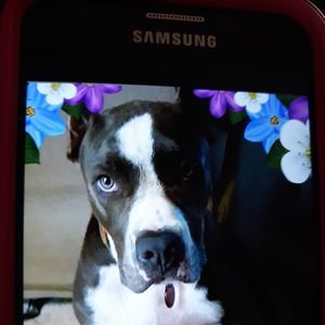 Meet your Posher, Rose